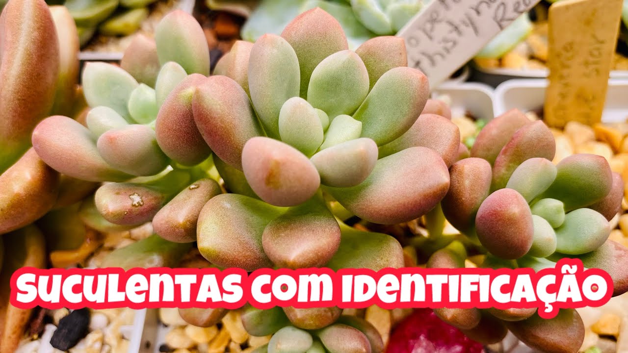 MAIS DE 40 SUCULENTAS IDENTIFICADAS PRA VOCÊ COM ID NA TELA 