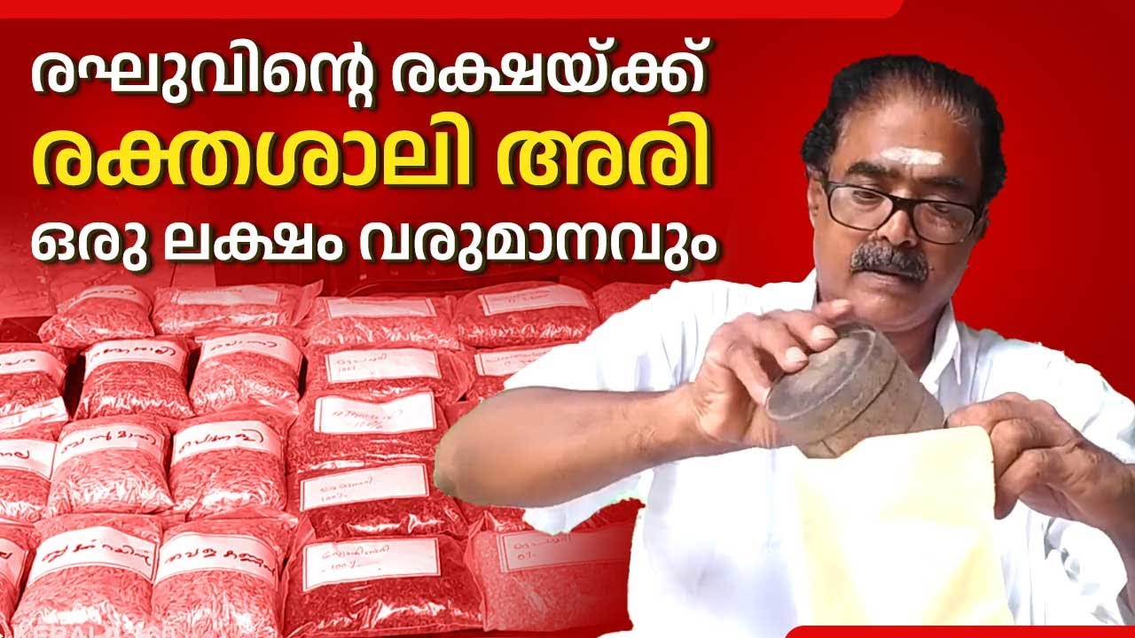 രഘുവിന്റെ രക്ഷയ്ക്ക് രക്തശാലി അരി: ഒരു ലക്ഷം വരുമാനവും | Rathasali Rice | palakkadu