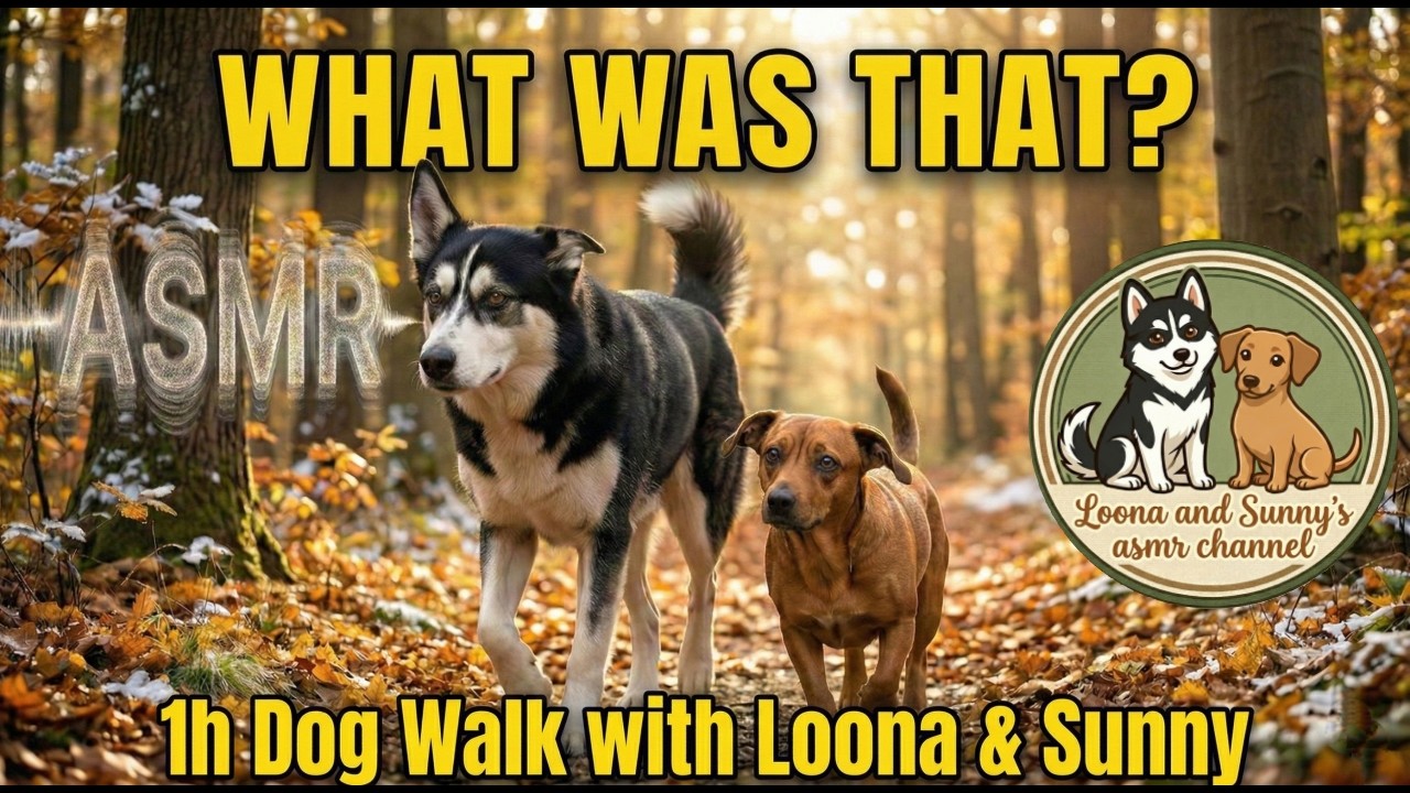 Loona & Sunny 1H Relax Dog Walk🐕 Tippy Taps in the Forest🌲 | ❌No Talking | ASMR 🎙️