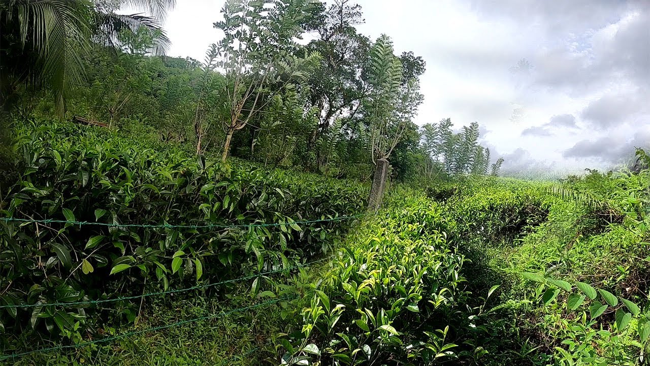 තේ ඉඩමක්/ඉංගිරියට නුදුරුව/ idam/land/gewal/sithara/0770609858