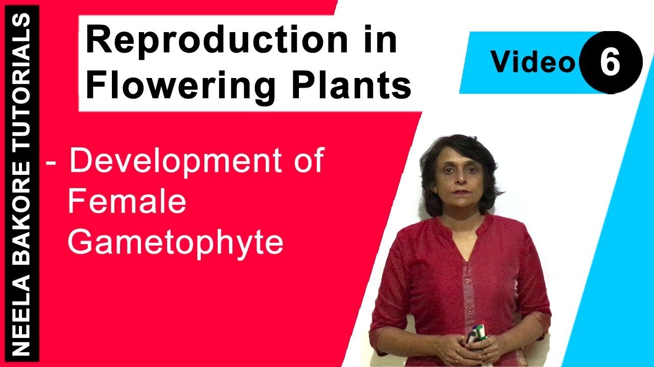 Reproduction in Flowering Plants | NEET | Development of Female Gametophyte | Neela Bakore Tutorials