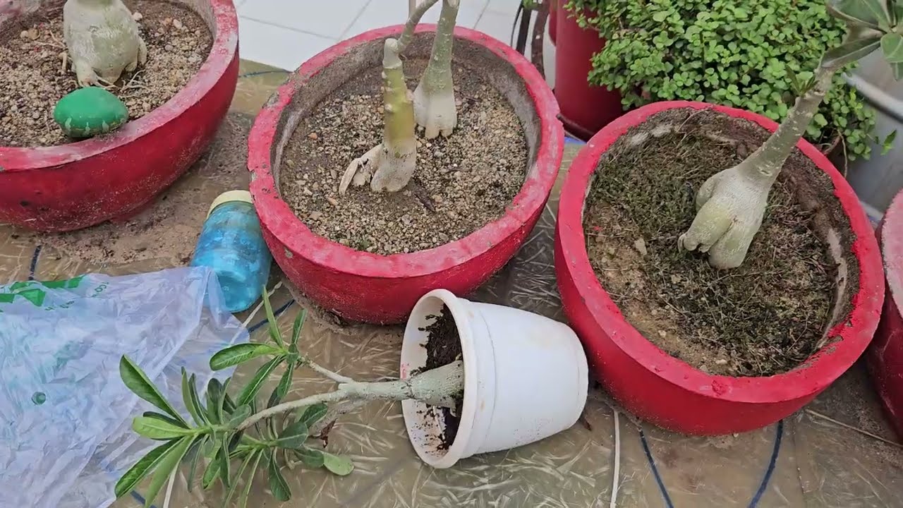 HOW toCare for ADENIUM in Monsoon || Fun Gardening