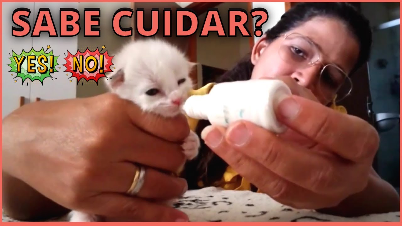 COMO CUIDAR DE GATINHO ÓRFÃO RECÉM NASCIDO | ANTES E DEPOIS