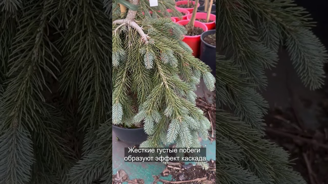 Изюминка вашего сада Ель канадская 'Пендула'|Picea glauca 'Pendula'