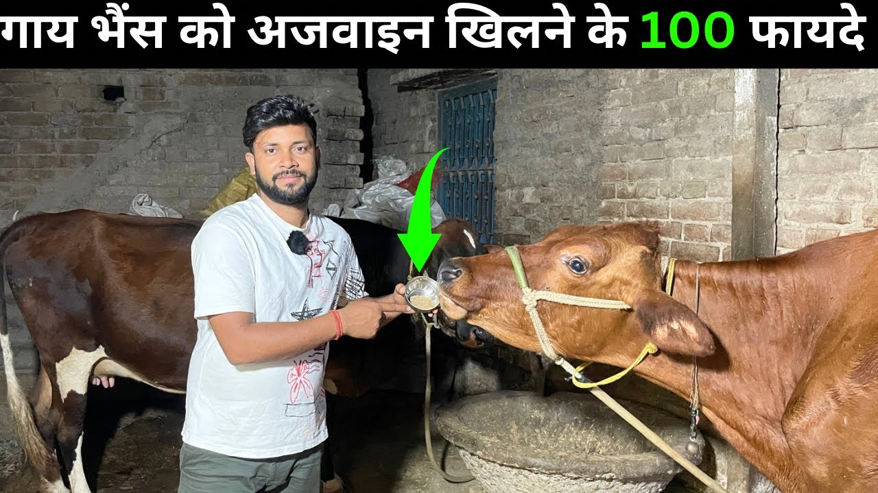 पशु को अजवाइन खिलने के ग़ज़ब के फायदे Benefits Of Ajwain in Animals | दूध🥛भी डबल