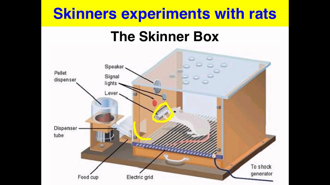 Operant Conditioning - Skinner box experiment - VCE Psychology