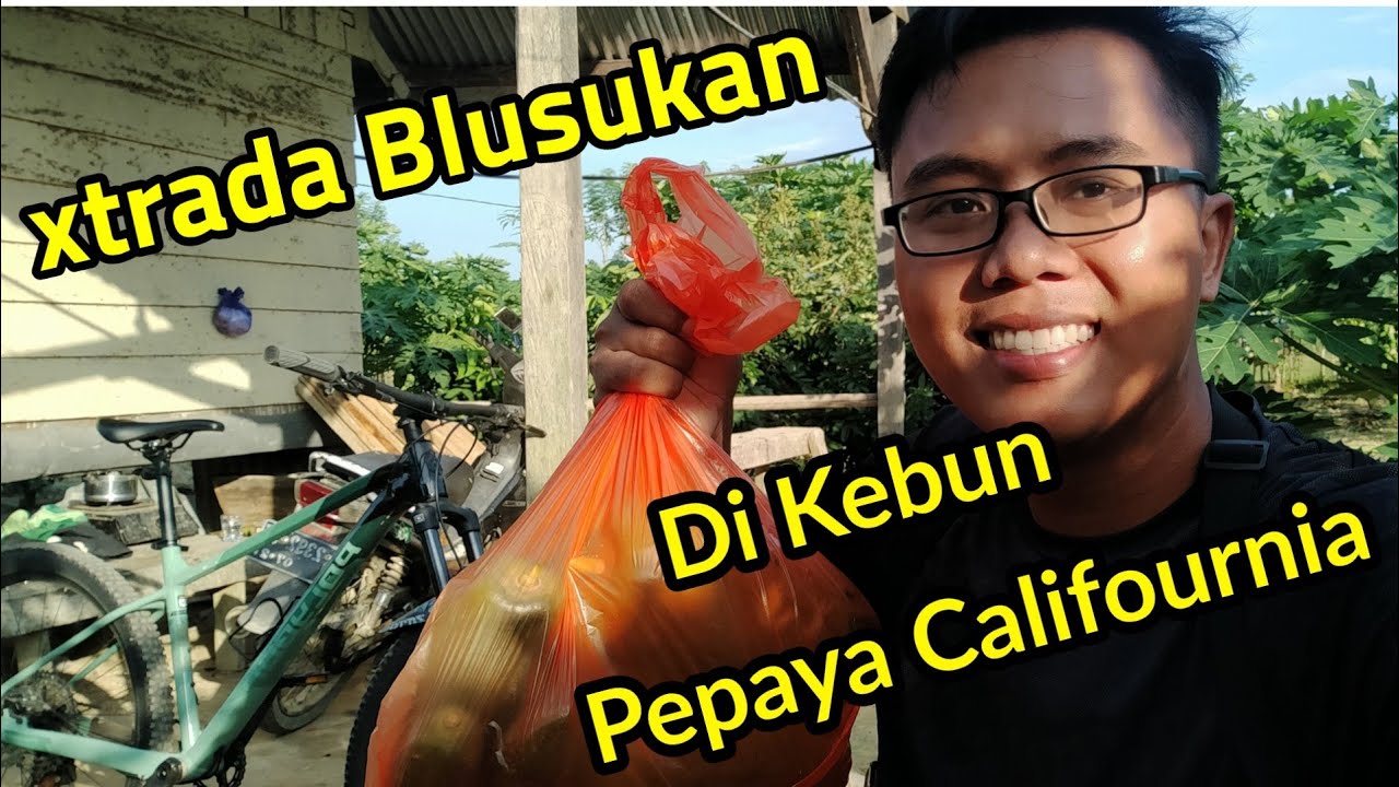 Polygon Xtrada 6 2022 | Gowes Blusukan di kebun Pepaya California ...