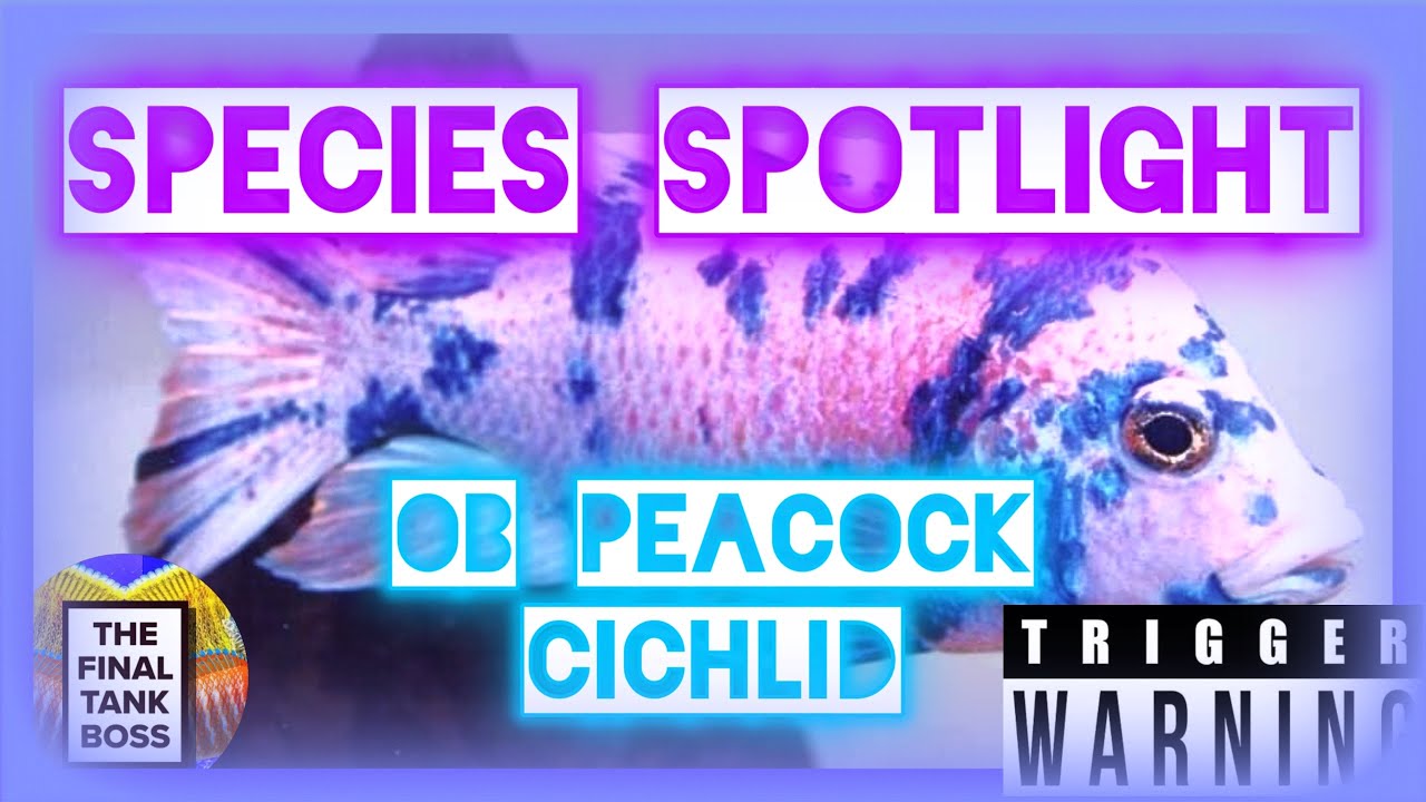 Everything You Need To Know About OB Peacock Cichlids