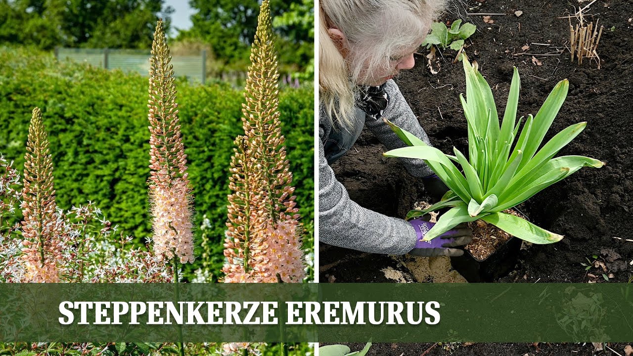 Eremurus Steppenkerze: Prachtvolle Bl&uuml;ten im Garten - alles zur Pflanzung und Pflege