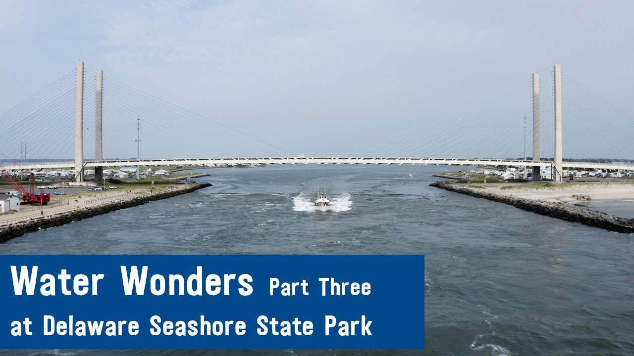 Water Wonder Part III: Delaware Seashore