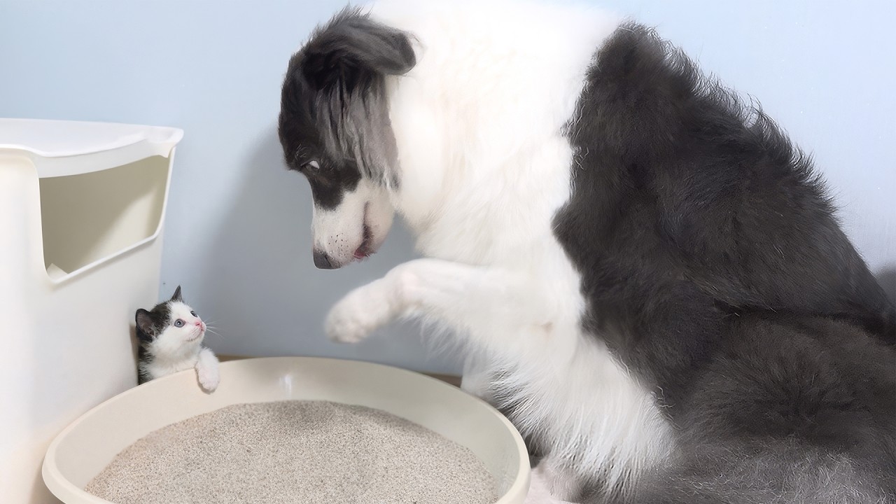 Tiny Rescued Kitten Grows Up Bossing Around Big Dogs In 100 Days : The Final Chapter