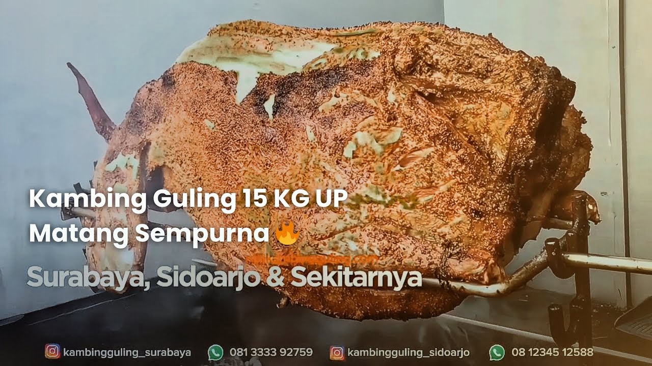 Kambing Guling Aqiqah 15 KG UP | Raja Kambing Guling