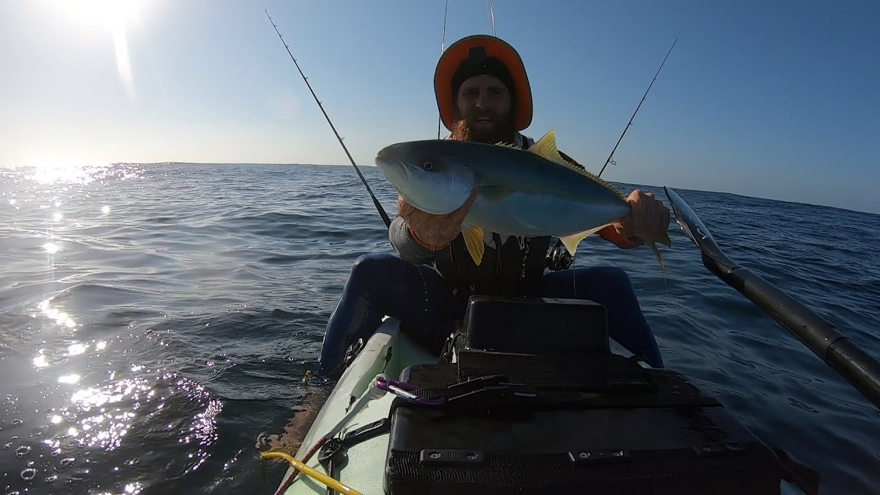 Yellowtail kingfish at Cape Point, Trident fishing kayak