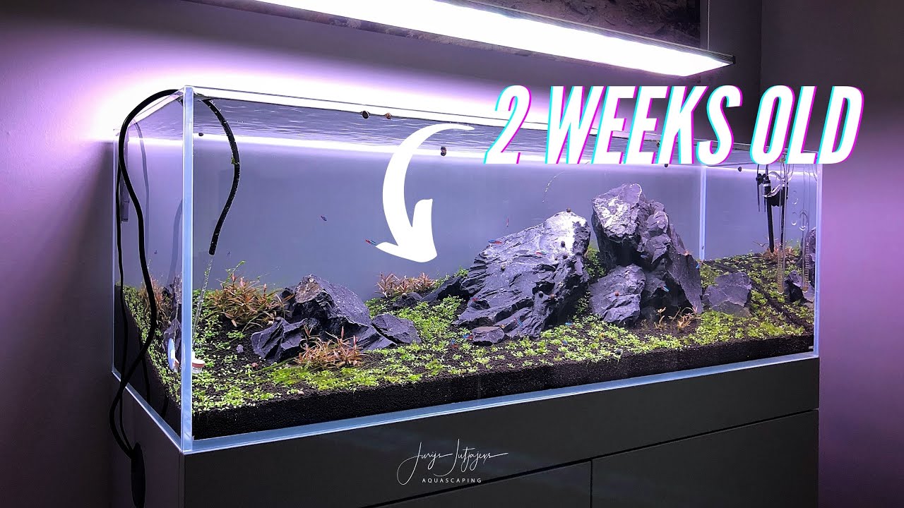 IWAGUMI Aquascape Plants are Melting!! 😱