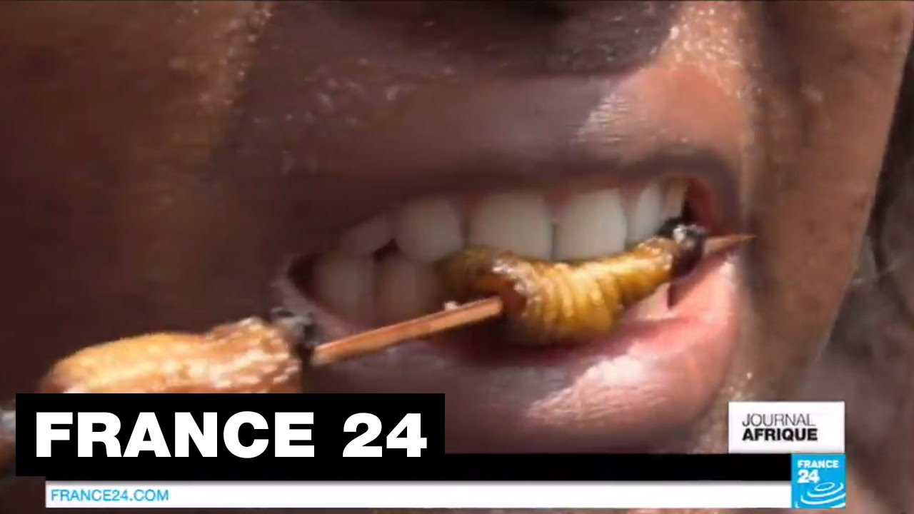 Larves, termites.... Mangez des insectes ! C'est bon pour la sant&eacute; ! - CAMEROUN