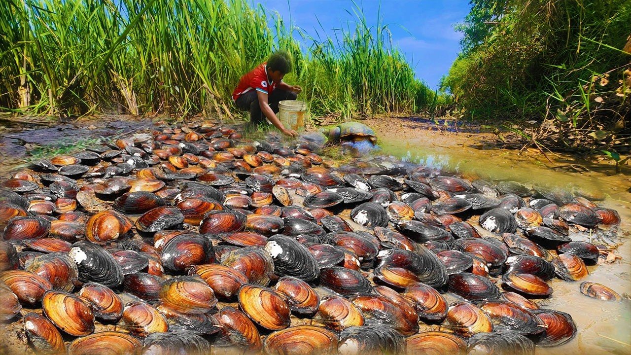 OMG a lot of shells snails fishes at rice field - dig mud by a fisherman skill