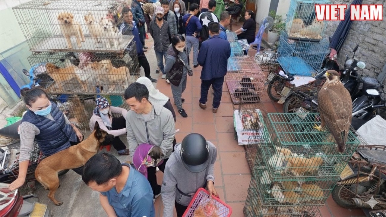 TOUR TO THE LARGEST DOG MARKET IN VIET NAM - 4K TRAVEL