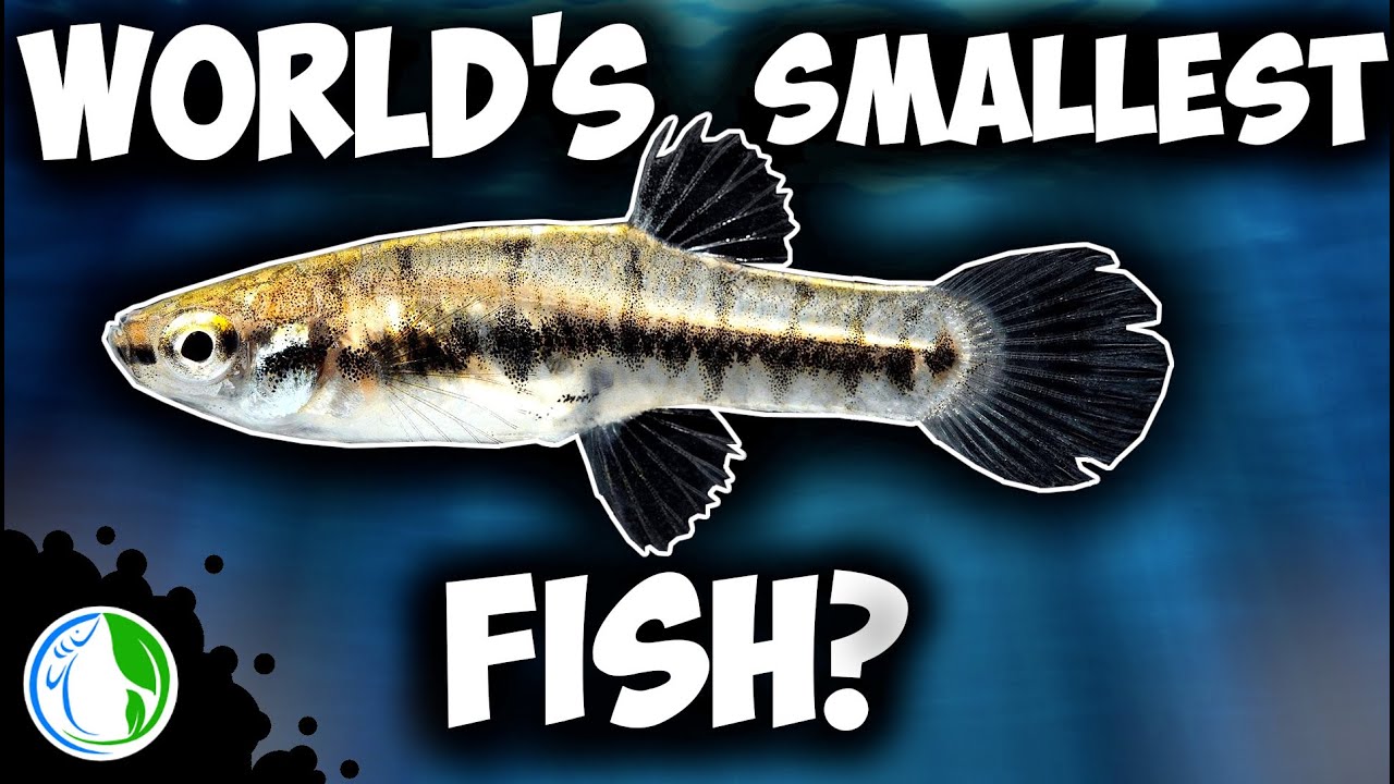 WORLD'S SMALLEST FISH? - Nano fish tank setup PLUS Tetra breeding update!