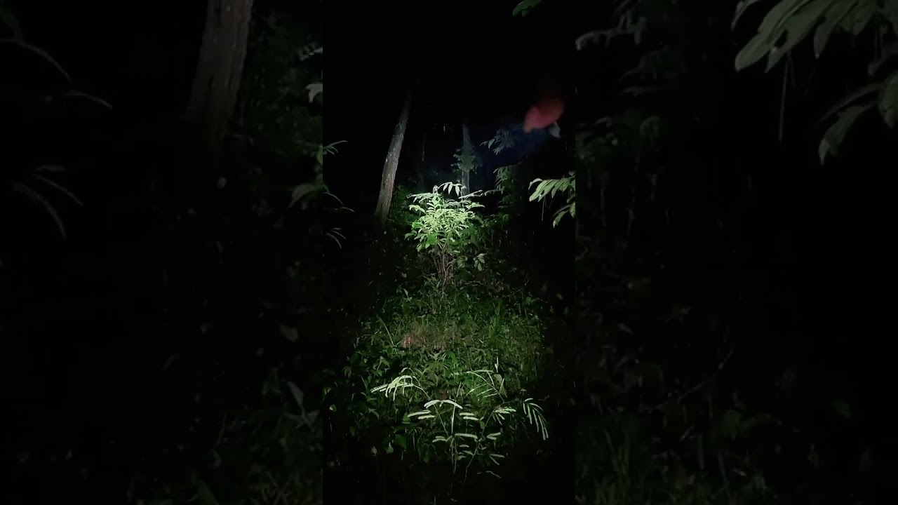 🔴 Explore Hutan Pertapaan | Mbah Darmo