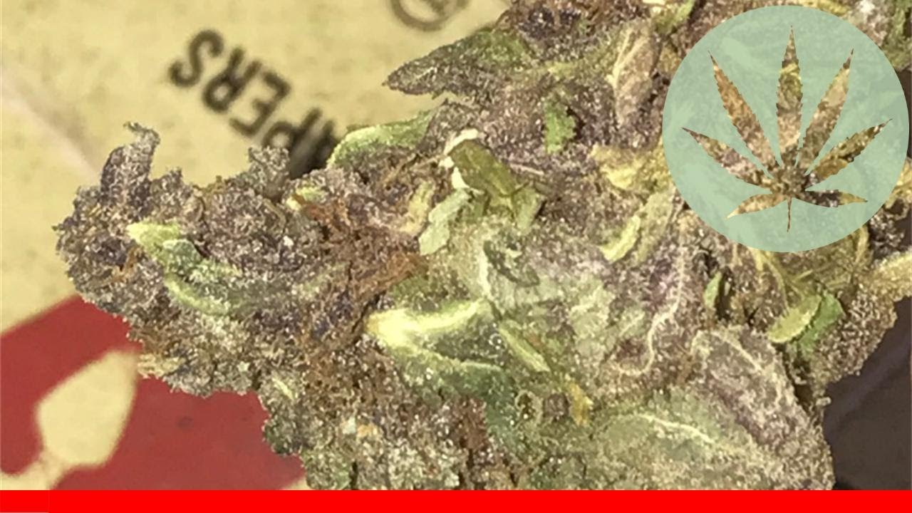 Blackberry Diesel - All About This Strain