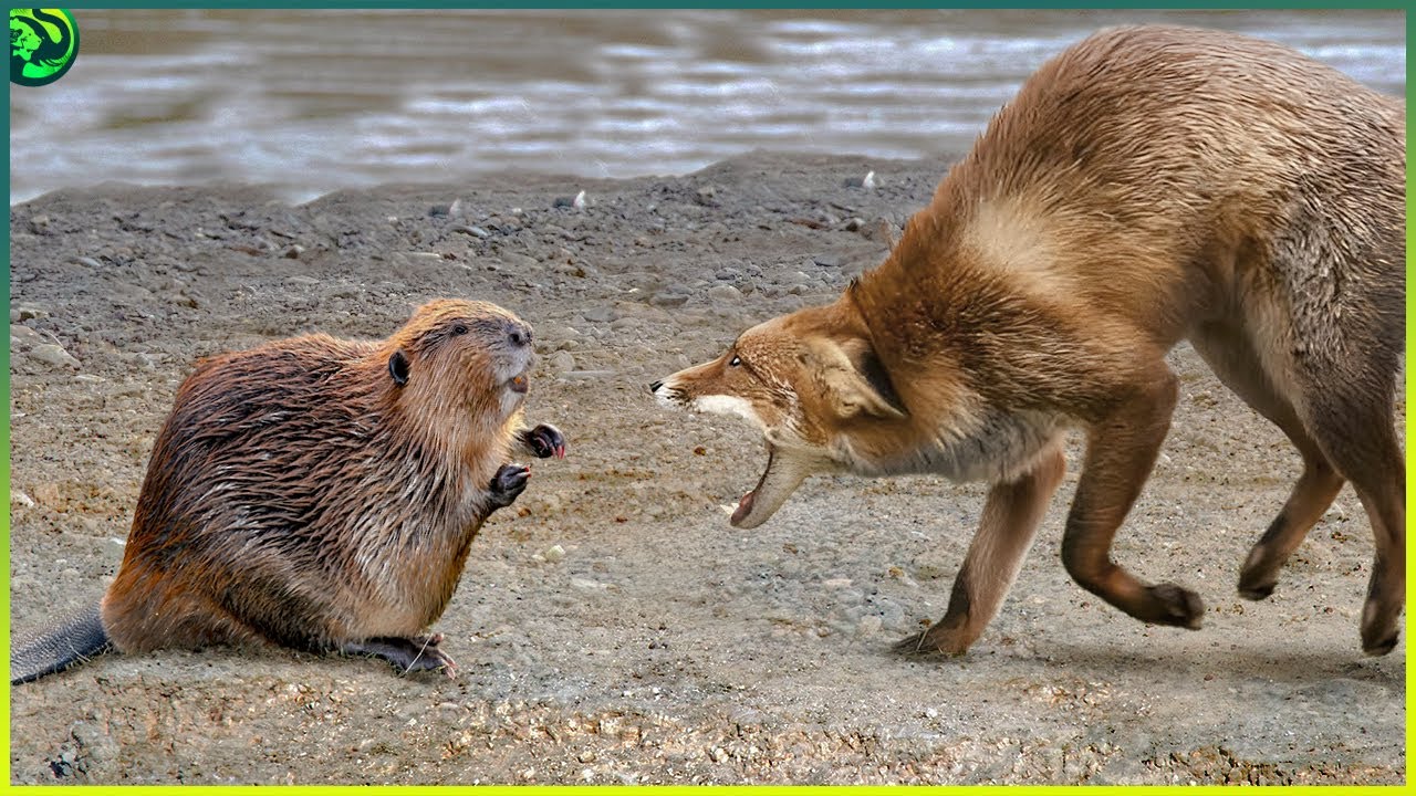 15 Insane Beaver & Capybara Battles That Will Leave You in Awe