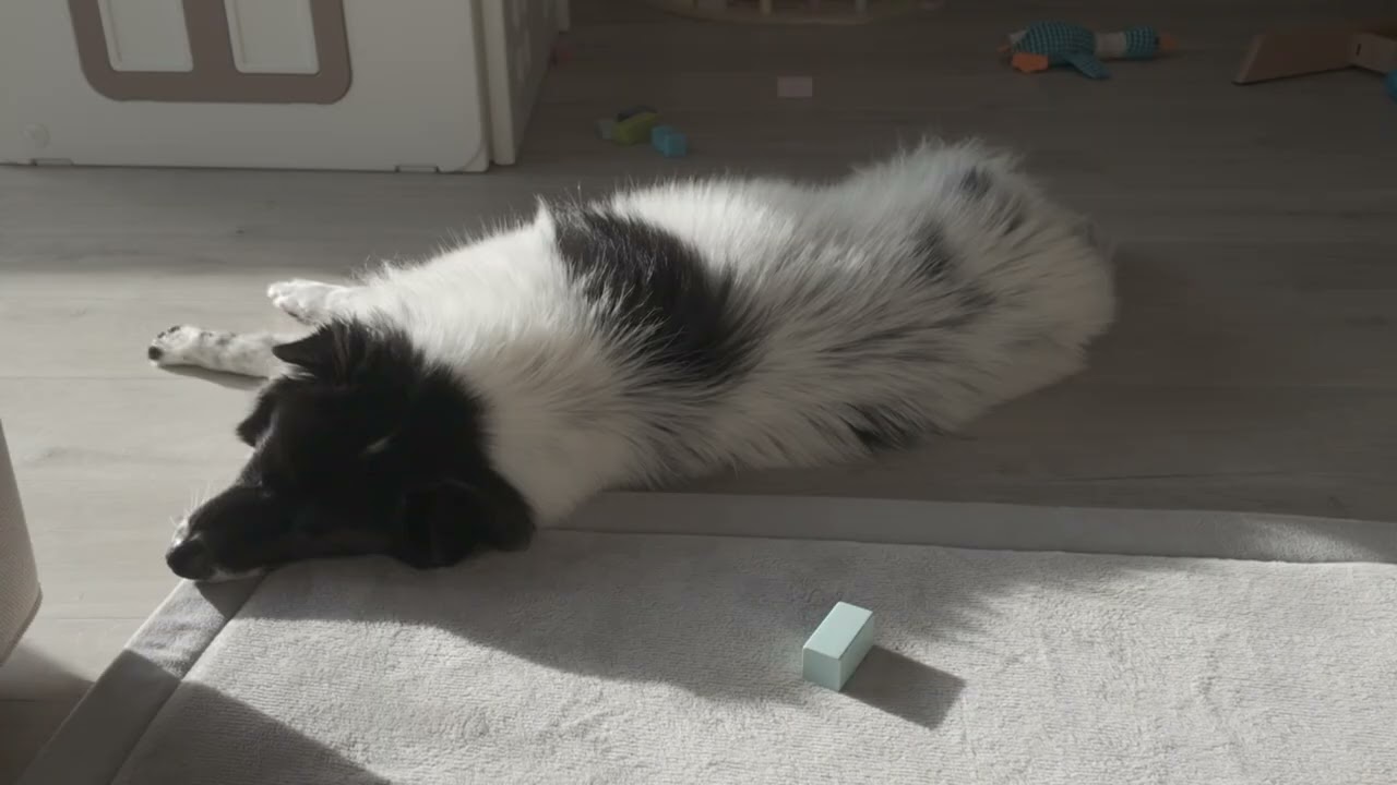 3 Minutes of Pure Peace: Watching my dog sleep in the sun ☀️💤 (No Music / ASMR)