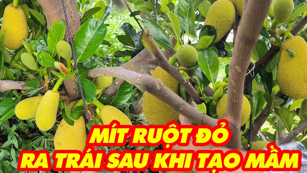 Làm bông mít ruột đỏ mùa nghịch cần lưu ý