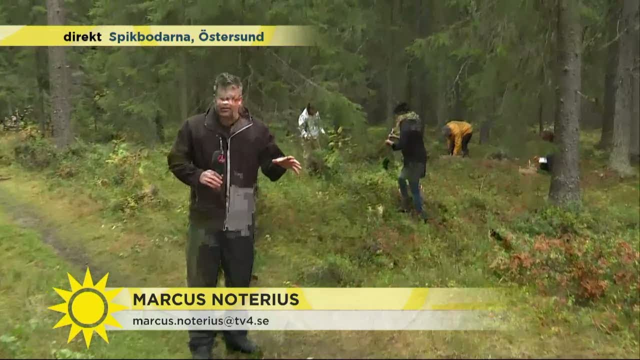 Här hittar du svampen! - Nyhetsmorgon (TV4)