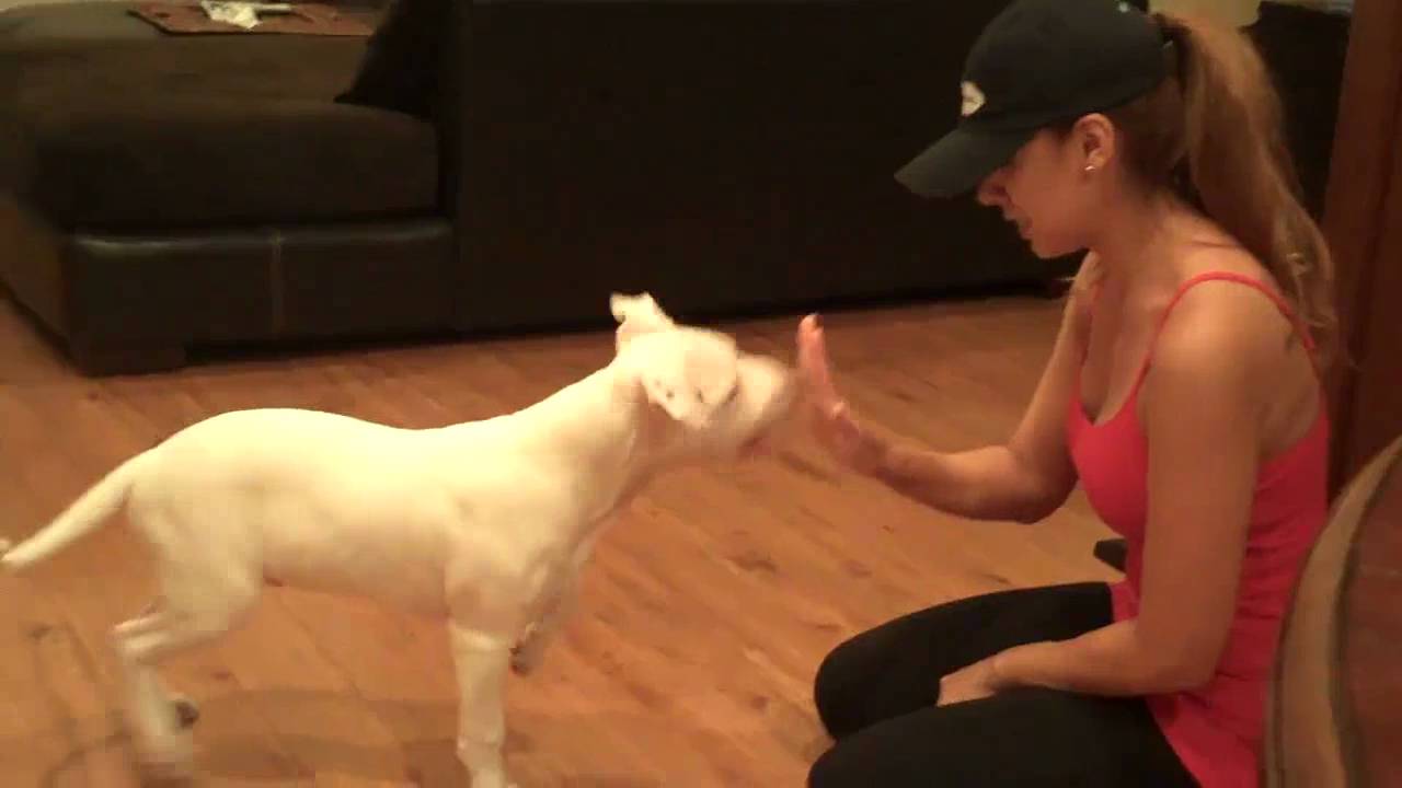 Training My Deaf Pitbull Puppy