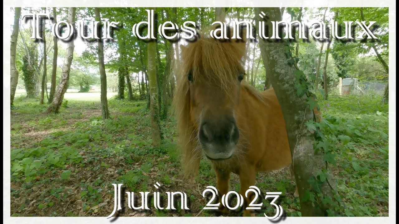 🐴tour des animaux, nos petits &eacute;levages et nos futurs projets