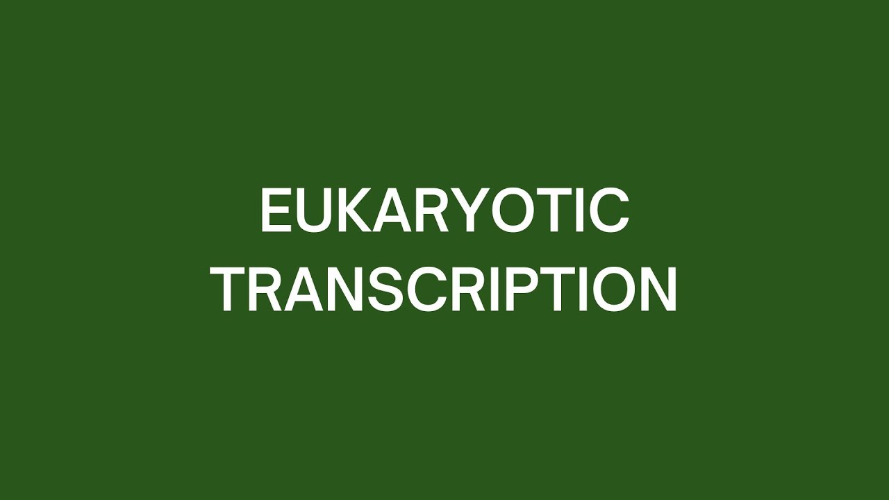 Eukaryotic Transcription