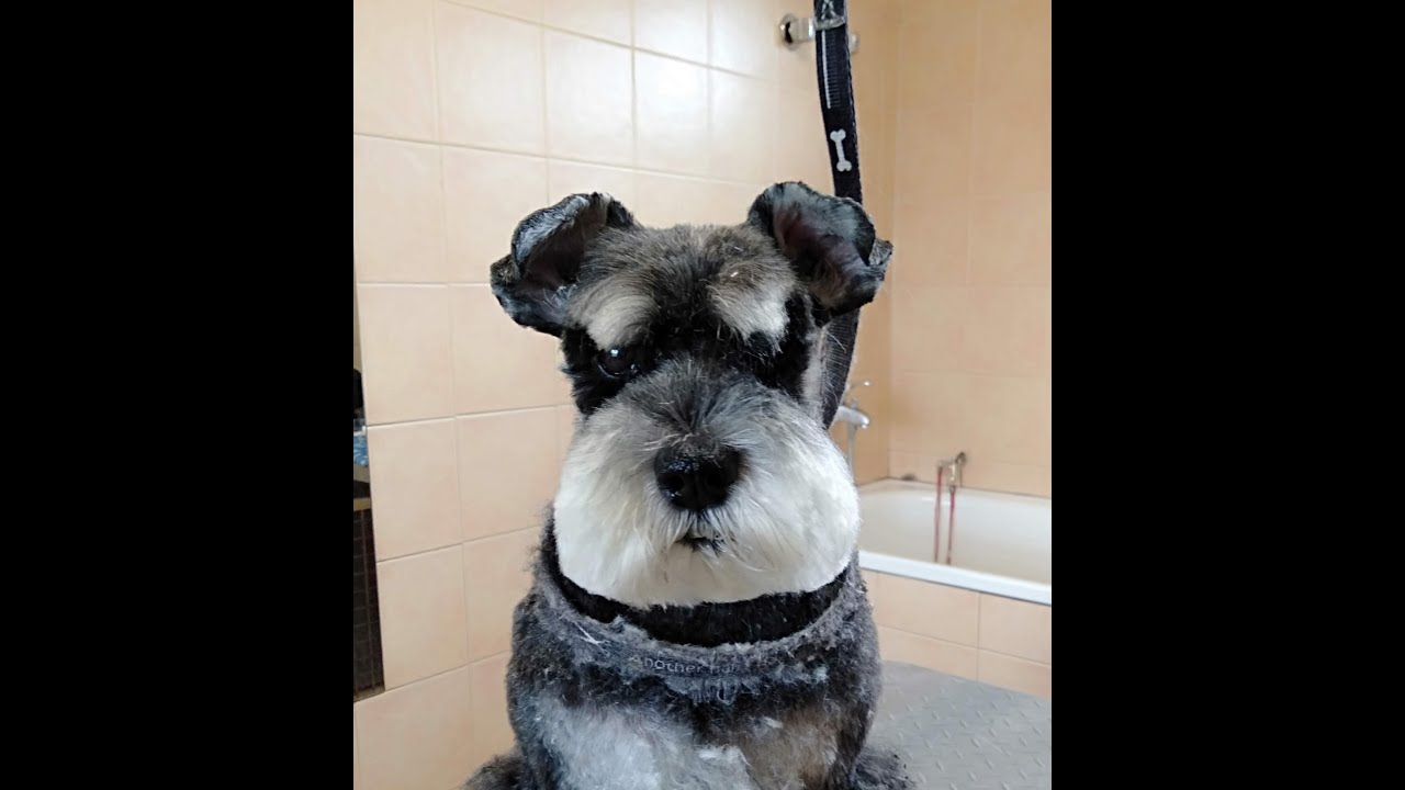 Corte Peluquería Comercial Cabeza de  Schnauzer