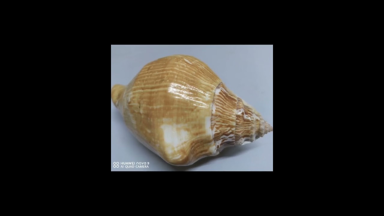Coquillage Rare et Commun. Ma Collection