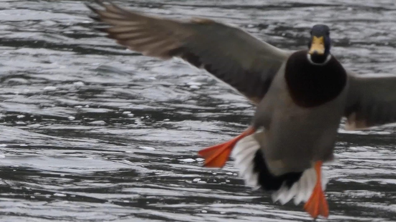 Mallard Ducks (Anas platyrhynchos) - clumsy attempts to capture flights and landings (4K & slo-mo)