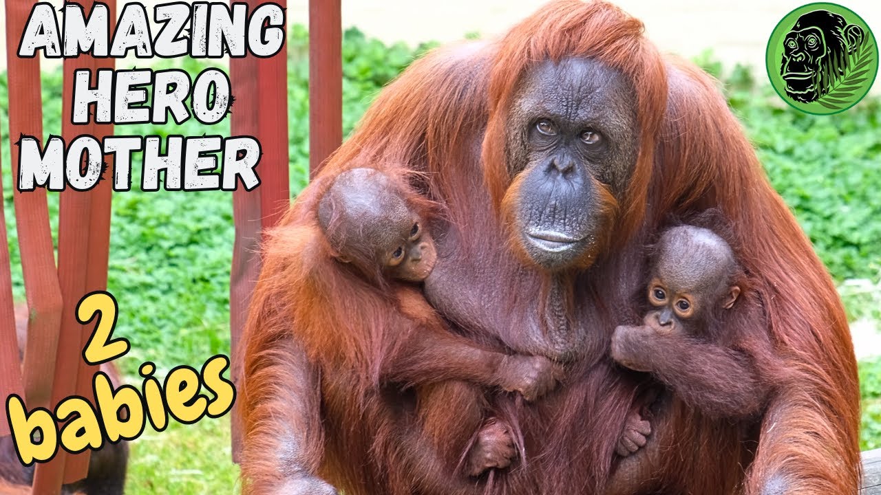 Hero Mother Orangutan Raising Her Son and Grandson !! Amazing Mom !!