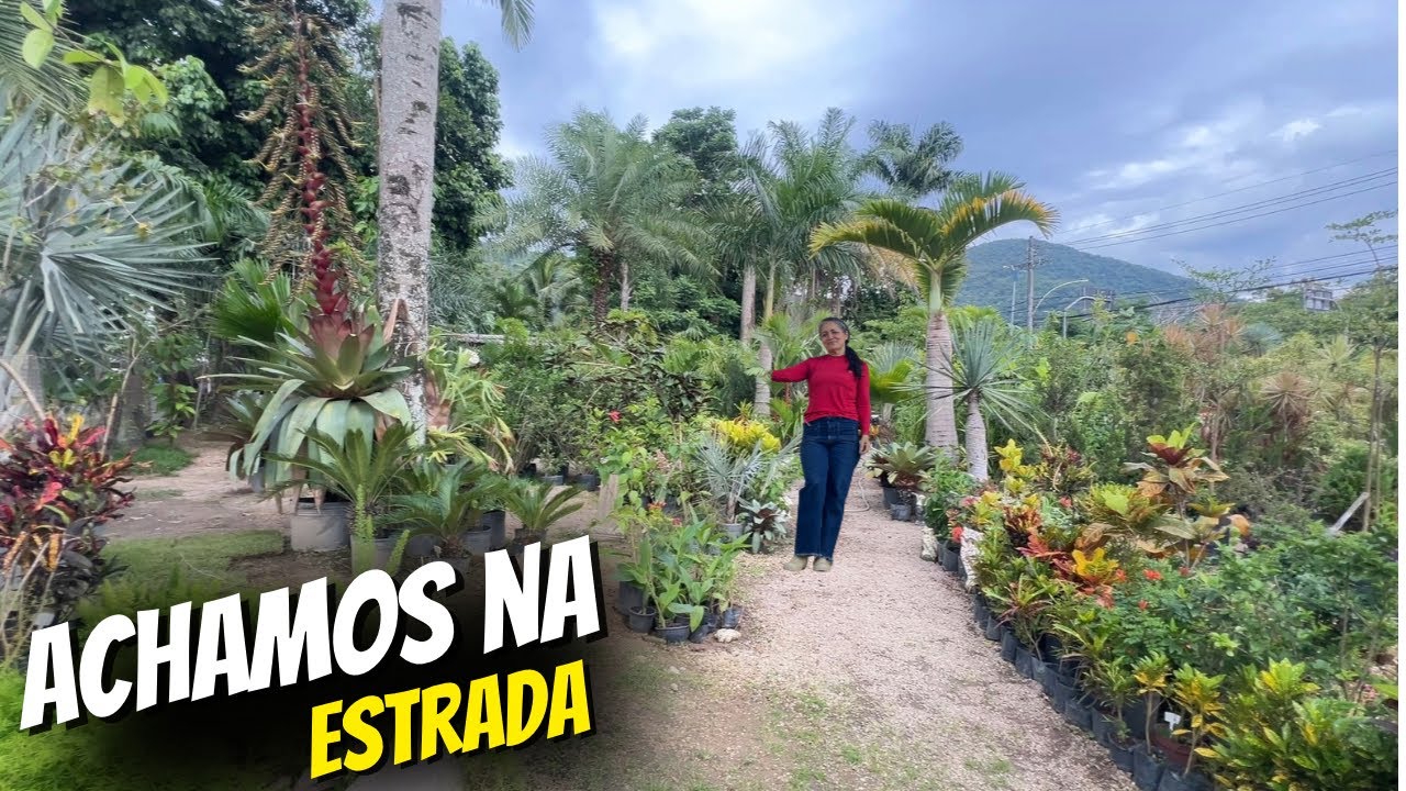 MARAVILHOSA BROMÉLIA IMPERIAL FLORIDA /NUNCA VIMOS ISSO ANTES//Bora pra Roça?