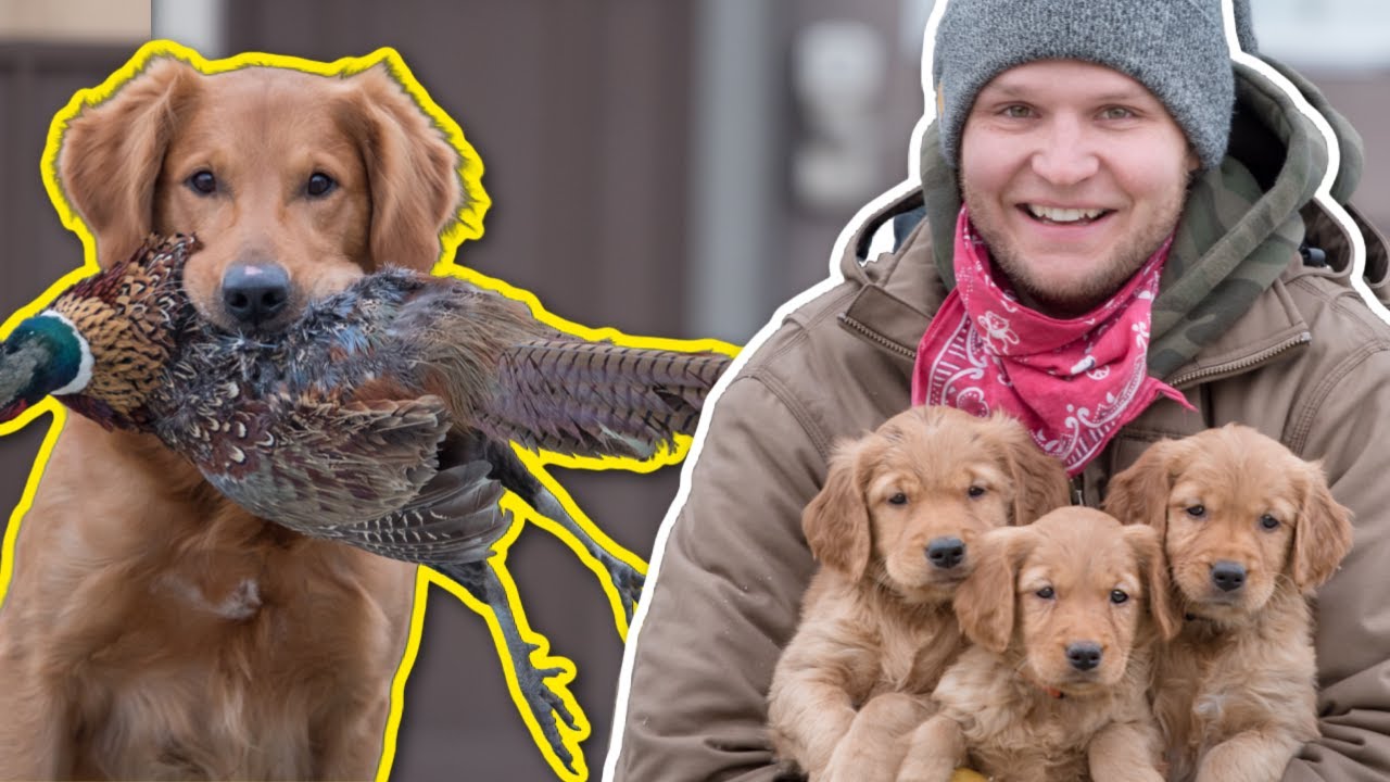 A DOGS DESTINY- The Golden Retriever