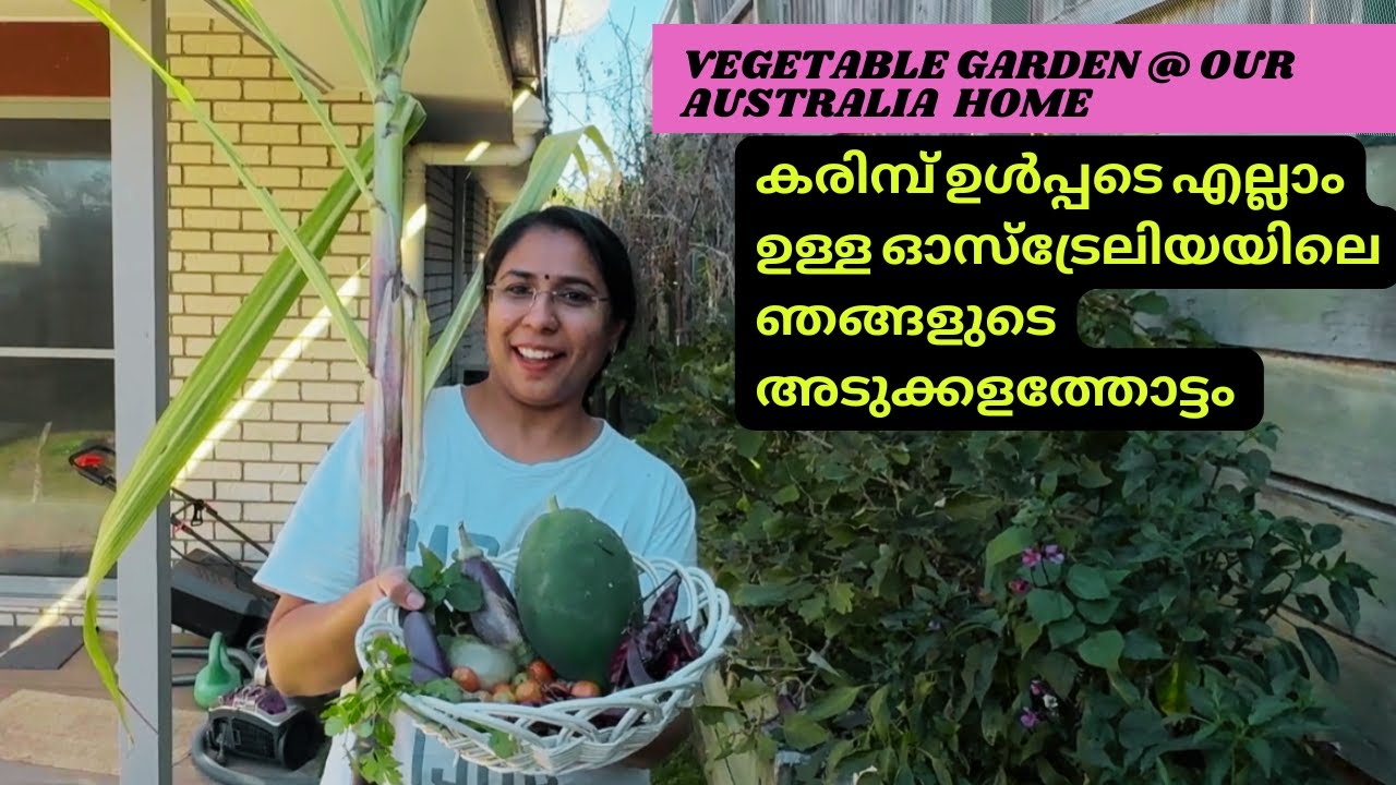 ഓസ്‌ട്രേലിയയിലെ ഞങ്ങളുടെ അടുക്കളത്തോട്ടം | Vegetable Garden @ our backyard in Brisbane, Australia