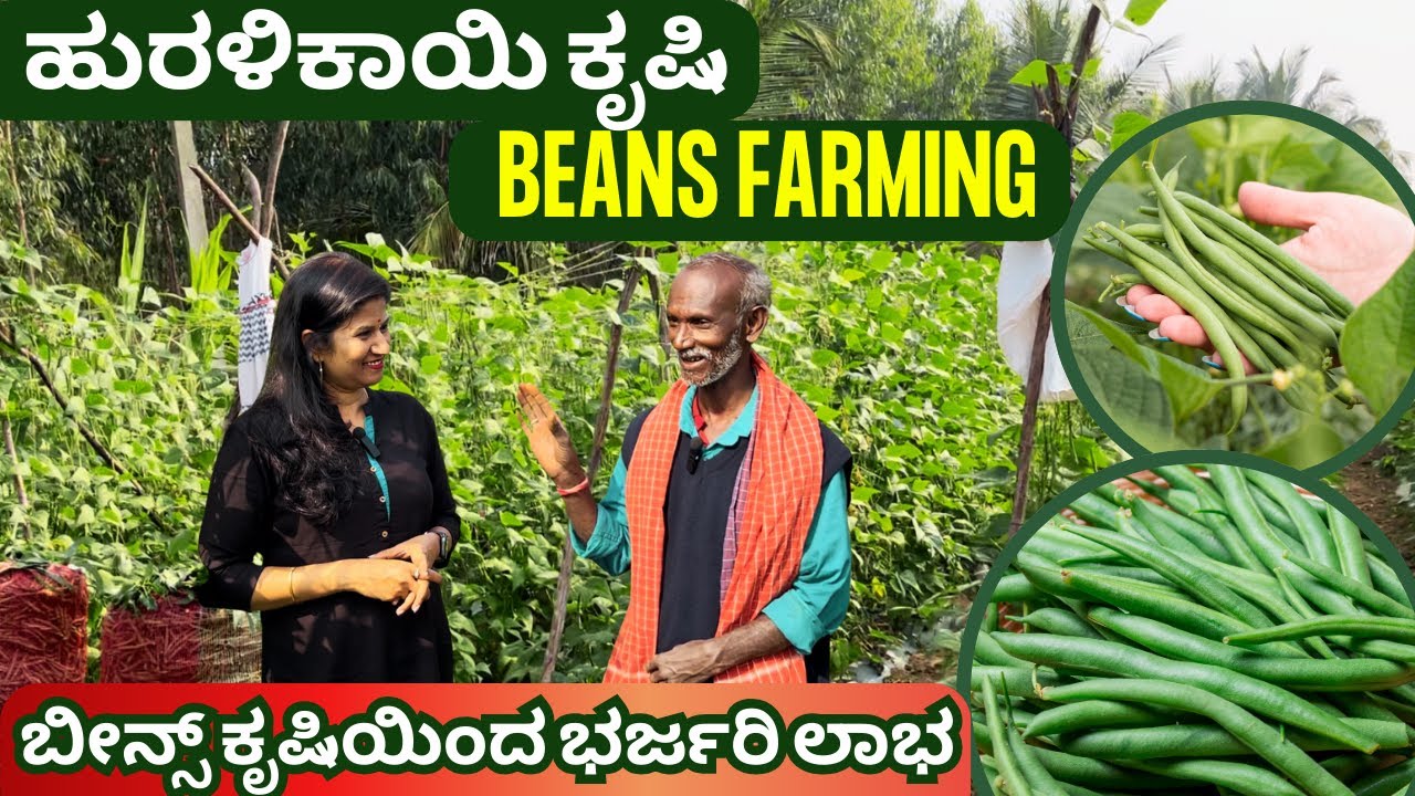 ಬೀನ್ಸ್ ಕೃಷಿಯಿಂದ ಭರ್ಜರಿ ಲಾಭ I BEANS FARMING I ಕಡಿಮೆ ಖರ್ಚು – ಹೆಚ್ಚು ಲಾಭ I KOLAR