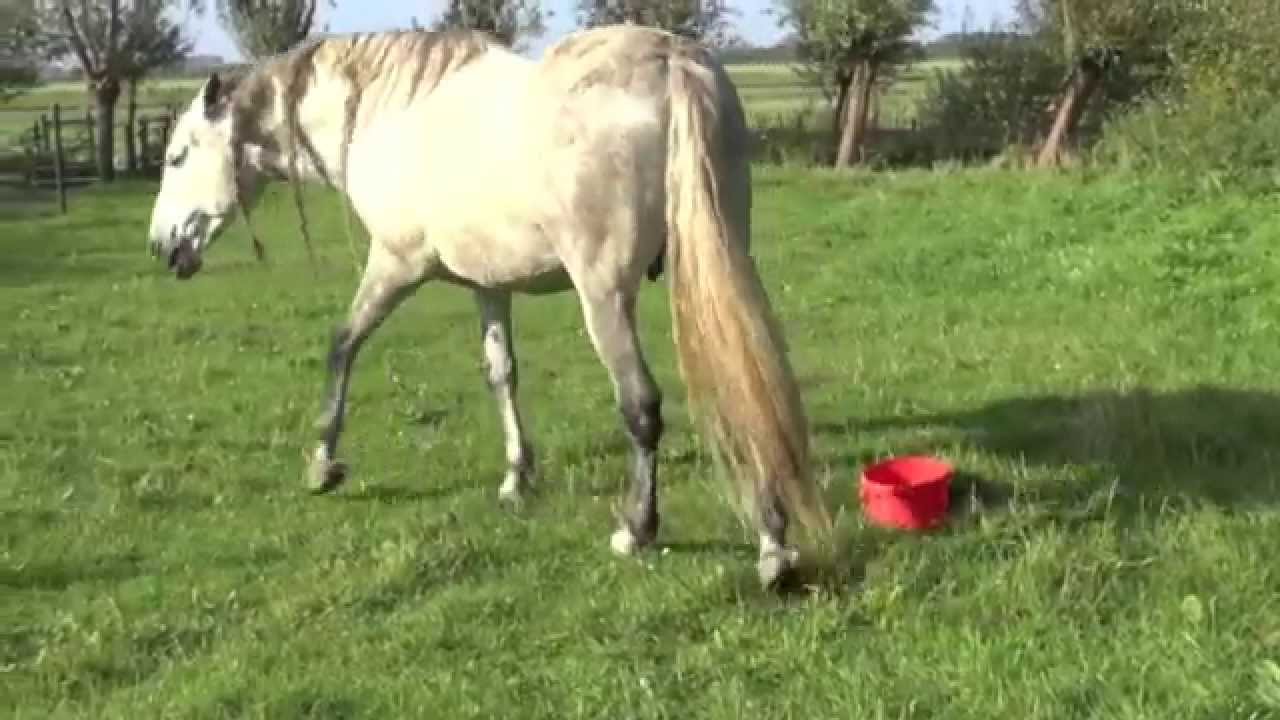 Giving medicine on a horse