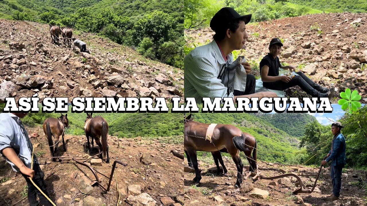 BARBECHANDO PA LA SIEMBRA DE M0T4 ☘️ AL CHANGELITO LO ARRATRAN LAS BESTIAS BARBECHANDO 😱