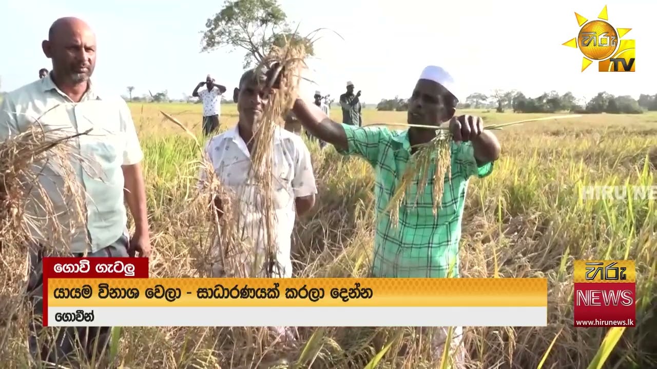 මැදිරිගිරියේ මහ කන්නයේ 'වී'  කීඩෑ රෝගයකට ගොදුරු වෙයි - Hiru News