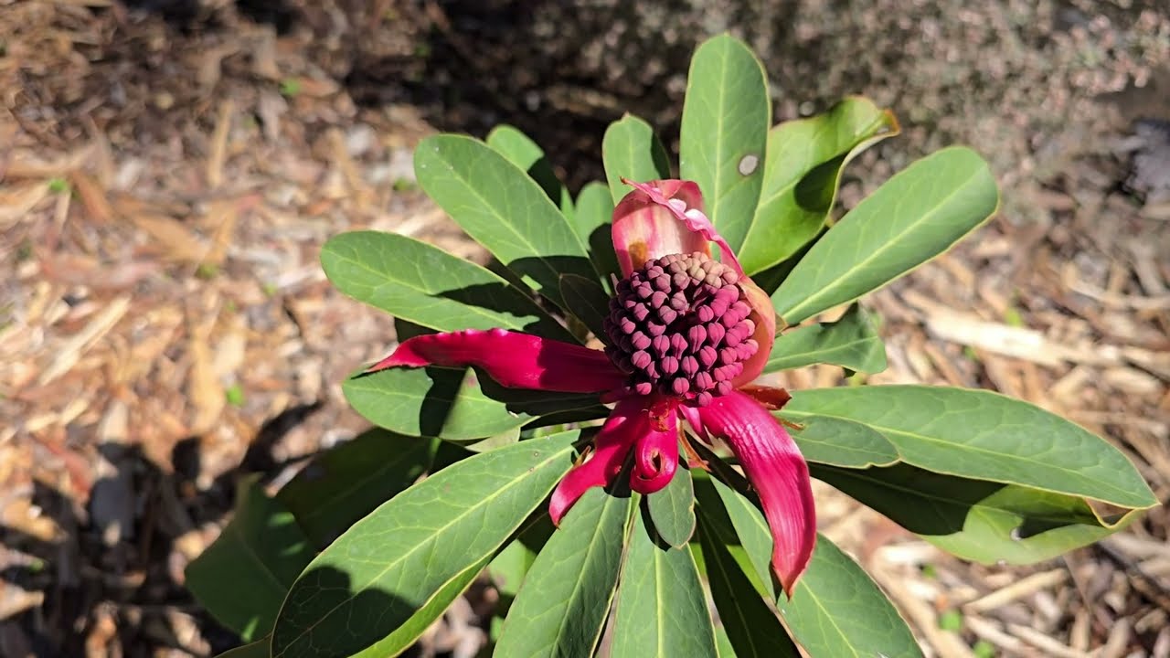 Australian National Botanic Gardens