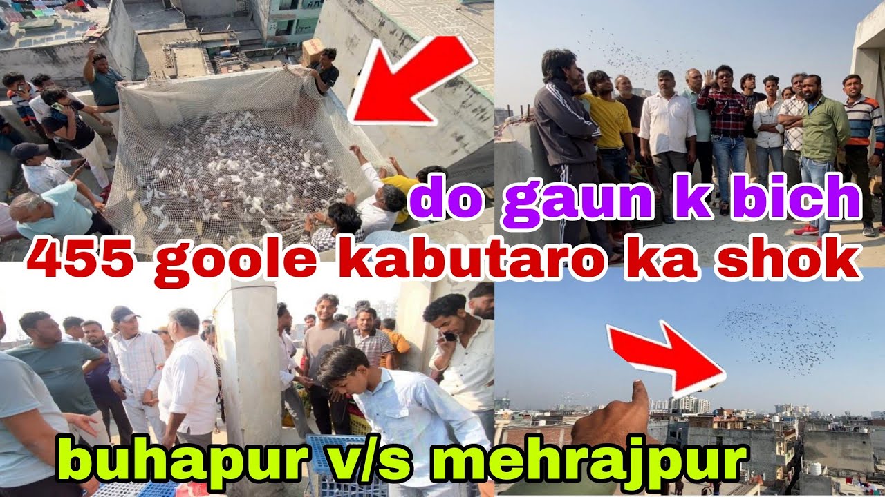 Buhapur v/s mehrajpur 455 goole kabutar chode gye. Do ilako me. Jisne zada mare wo jita pigeon lover