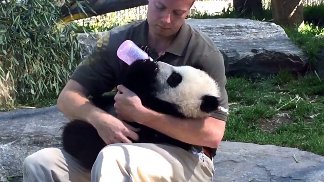 Panda Cub at the Toronto Zoo