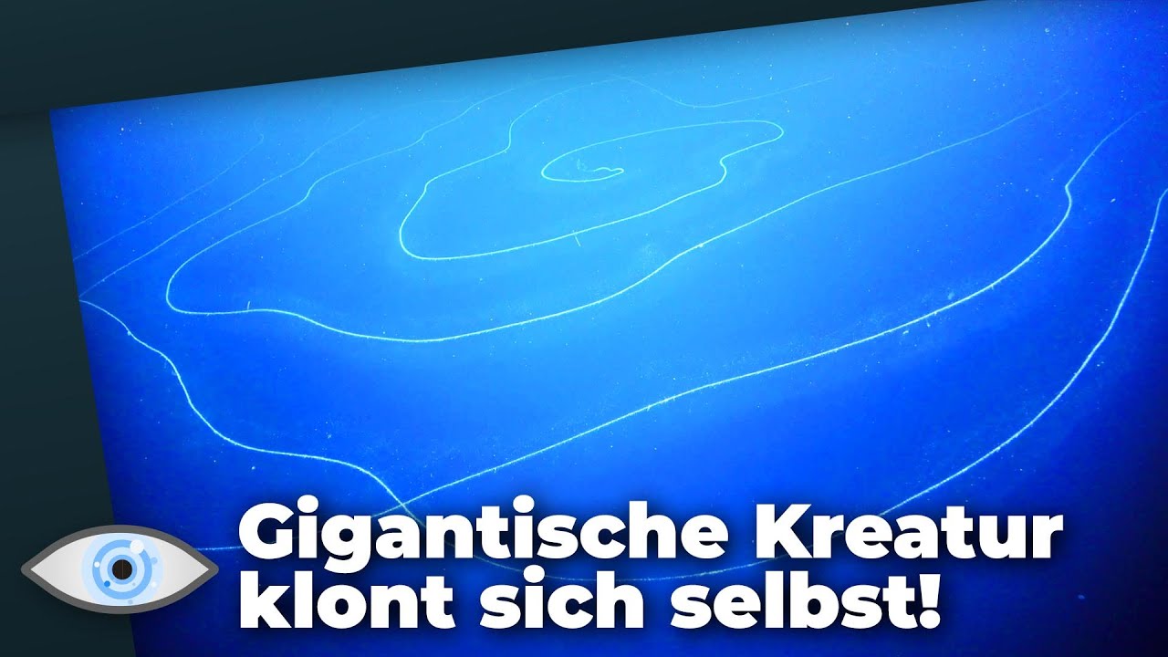 120 Meter-Tiefseemonster besteht aus Millionen Klonen!