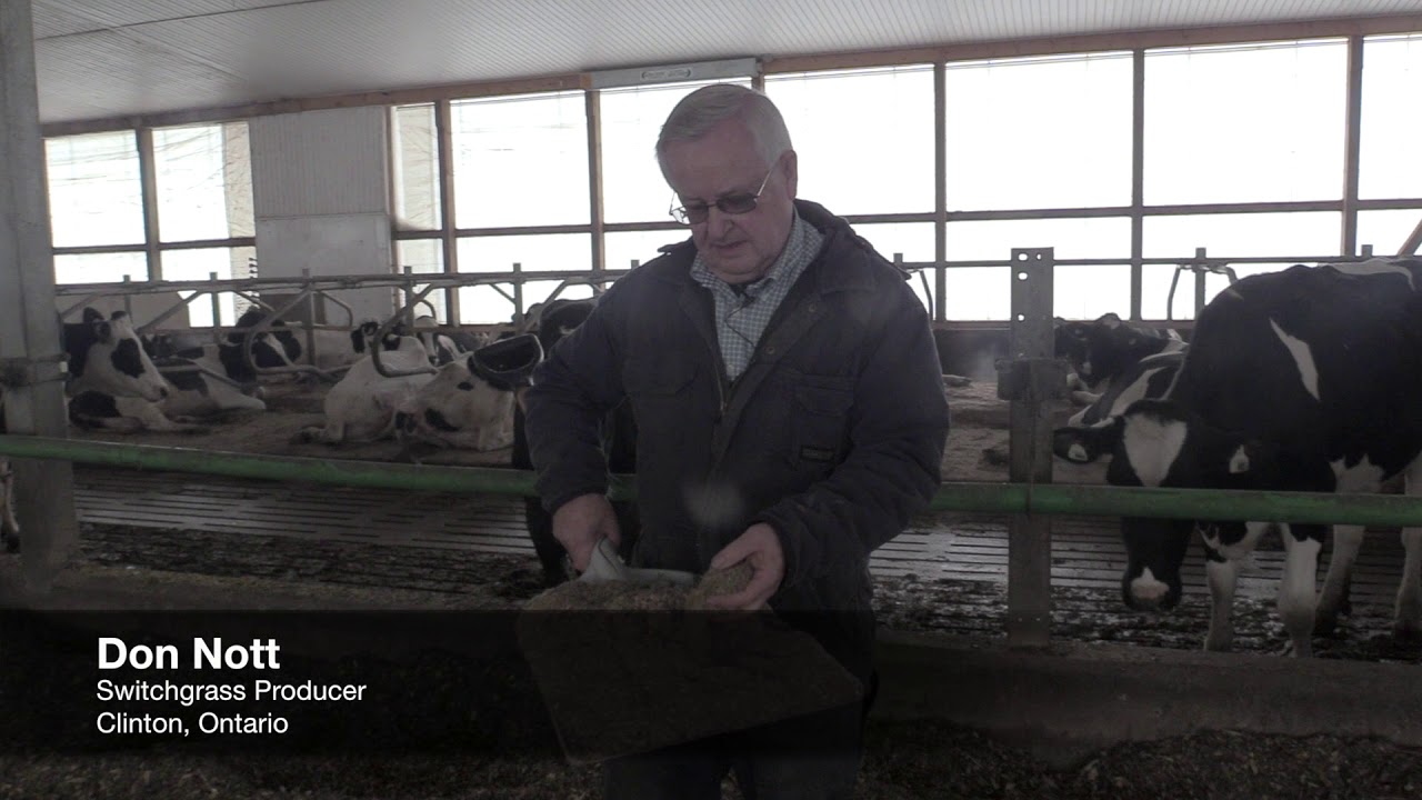 Switchgrass a Promising New Bedding for Dairy Cows