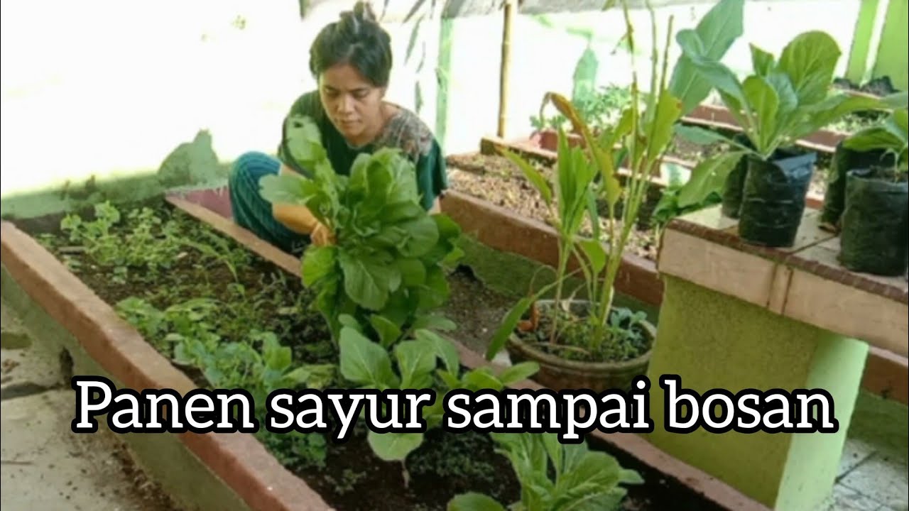 Panen sayur sampai bosan konsumsinya mau di ganti sama tanaman yang baru
