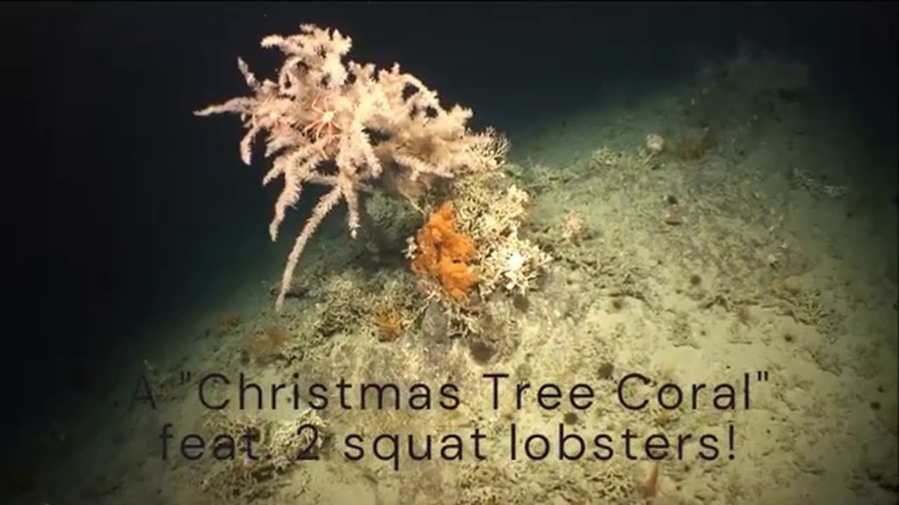 Geoscience @ UCC: Marine Snow & Christmas Tree Coral