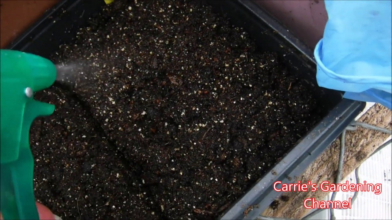 How To Start Yarrow From Seed & Yarrow Seedlings Update